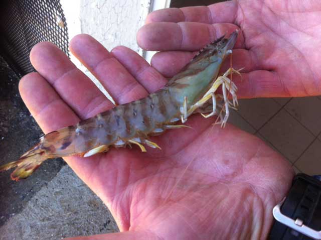 Crevettes Impériales Fonteneau ostréiculteur Charente Maritime